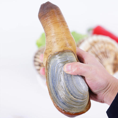 鲜活象拔蚌超大加拿大干蚌海鲜水产刺身食材特大三斤象牙蚌生鲜