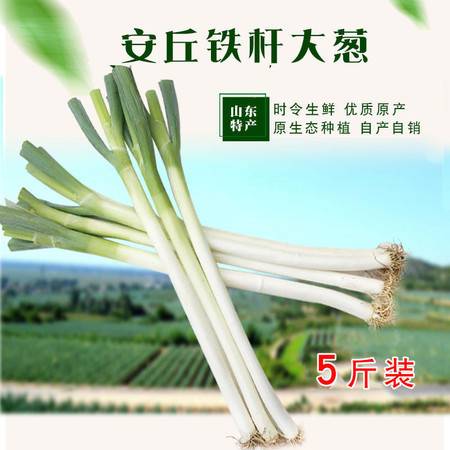 山东大葱新鲜3斤包邮蔬菜特产脆甜非章丘东北葱